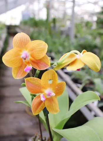 Phalaenopsis Lioulin Moon x bellina blue