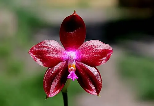 Phalaenopsis tetraspis 'C#1' x Dragon Tree Eagle