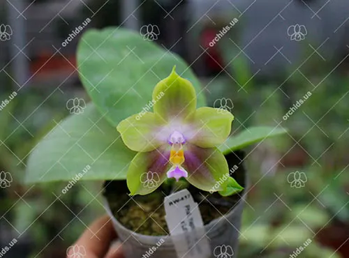 Phalaenopsis Yaphon Red Jewel x Ld's Bear Queen