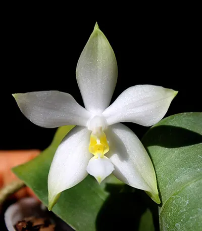 Phalaenopsis violacea alba 'Wanchiao Jungle White'