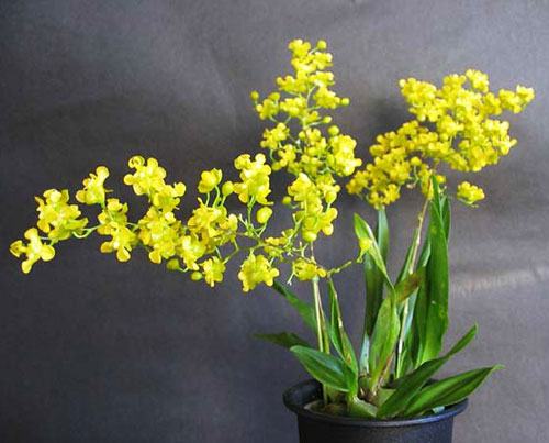 Oncidium cheirophorum