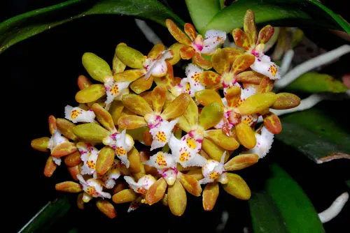 Gastrochilus acutifolius
