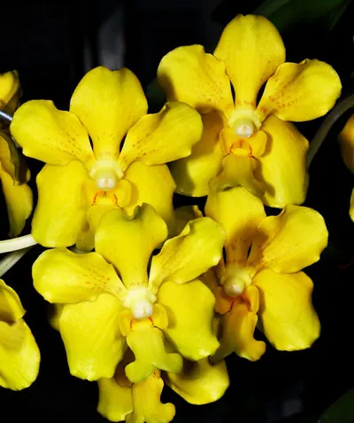 Vanda denisoniana orange x Ascocenda Rasri Gold