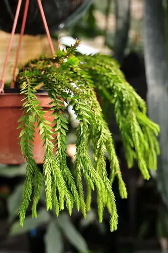Lycopodium hamiltonii
