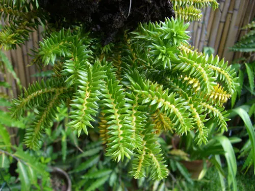 Lycopodium phlegmaria