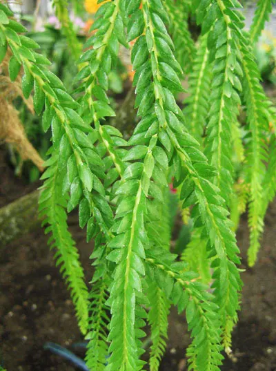 Lycopodium phlegmarioides