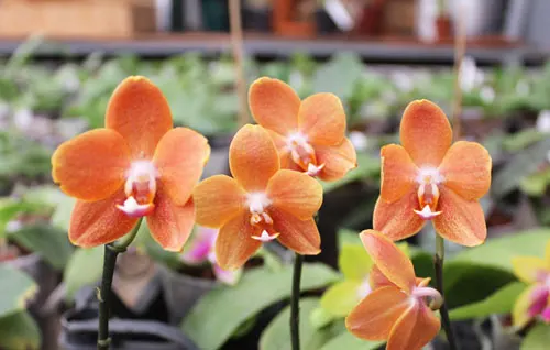 Phalaenopsis KS Golden Buddha
