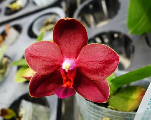Phalaenopsis Meidarland Sunlight (Golden Sun x Ld's Bear King 'RK-1')