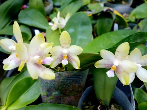 Phalaenopsis ((Hos Kungfong Glory x (violacea -rofino) x Tsays (violacea -rofino) x Tsays Evergreen ) x Dragon Tree Eagle) x tetraspis c-1