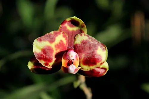 Phalaenopsis (Haur Jin diamond-Sogo Manager)'#1' x Yaphon Goldnight '#3'