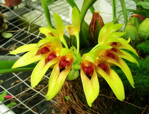 Bulbophyllum graveolens