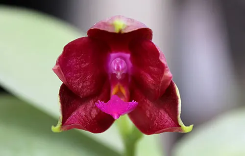 Phalaenopsis bellina '#22' x Ld's Bear Queen '#1'