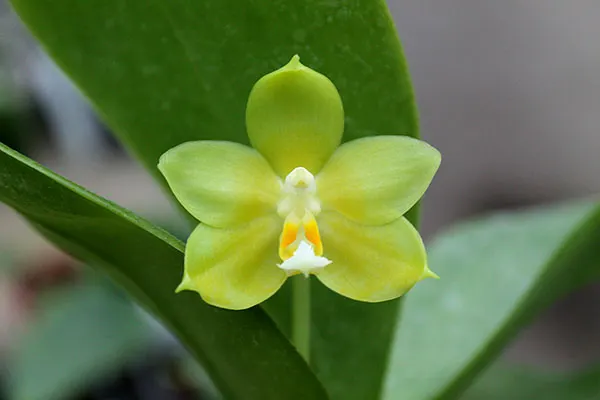 Phalaenopsis (Tzu Chiang Litlitz-micholtzii) '#1' x Joy Dreamy Jade '#7'