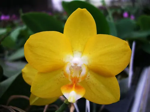 Doritaenopsis Sogo Nihou '#1' x Phalaenopsis I-Hsin Sunflower