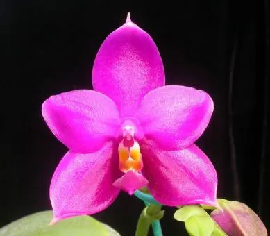 Phalaenopsis George Vasquez 'An Lin' x George Vasquez 'Eureka'