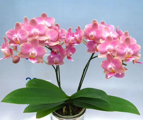 Doritaenopsis Tinny Honey 'Sogo-F894' x Phalaenopsis Yaphon Goldnight '#2'