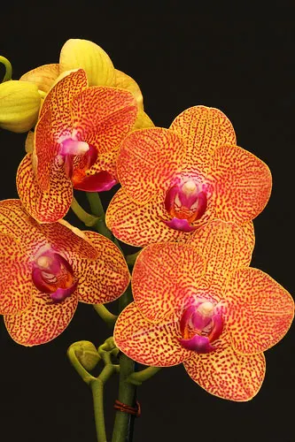Doritaenopsis Tinny Honey 'Sogo F-894' x Phalaenopsis Salu Peoker