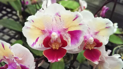 Doritaenopsis Little Gem Stripe x Phalaenopsis Sogo Kitty