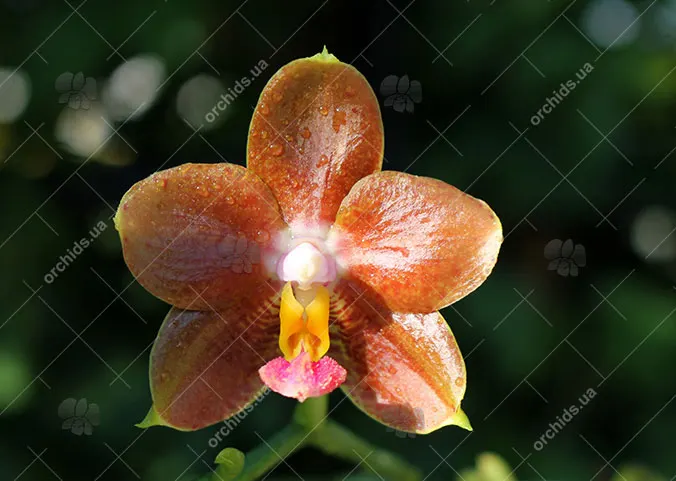 Phalaenopsis Ho's Green Marble '#1' x Chang Maw Evergreen 'U-Bix'