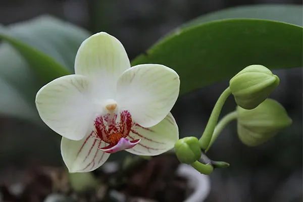 Doritaenopsis Little Gem Stripe x Phalaenopsis Joy Dreamy Jade