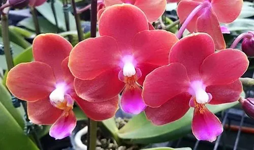 Doritaenopsis Tying Shin Champion 'Tying Shin' x Phalaenopsis Yin's Belliambo 'Paiho #23'
