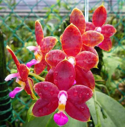 Phalaenopsis Princess Kaiulani x Coral Isles 'Yungho'
