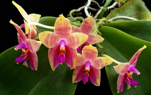 Phalaenopsis Yin's Cricket x Yin's Belliambo