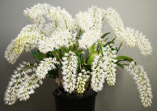 Dendrobium speciosum
