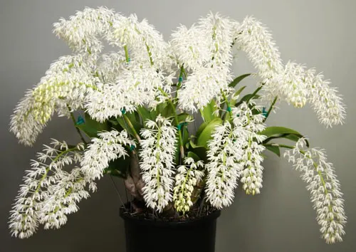 Dendrobium speciosum