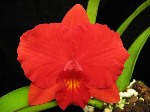 Sophrolaeliocattleya Jillicoc (Sophrolaeliocattleya Jillian Lee x Sophronitis coccinea)