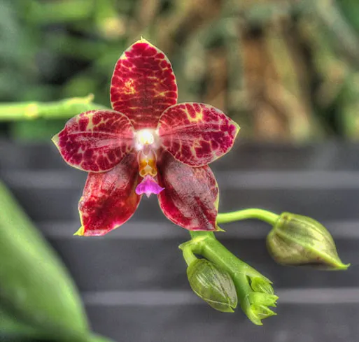 Phalaenopsis Yuanshan Girl