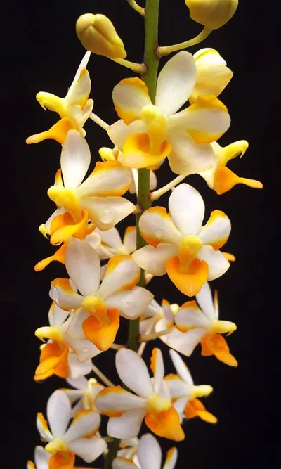 Doritis  pulcherrima x Ascocentrum miniatum