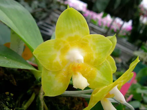 Phalaenopsis Joy Spring Canary 'Japan Peach'