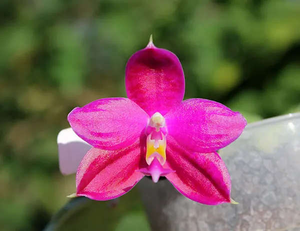 Phalaenopsis Jennifer Palermo 'C1 type'