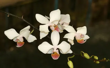 Phalaenopsis intermedia