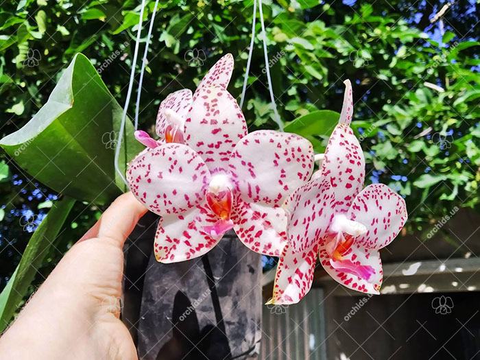 Phalaenopsis Brother Princess 'Hai-Tung'