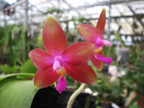 Phalaenopsis KS Happy Eagle x Jennifer Palermo C-1 Type