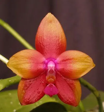 Phalaenopsis Dragon Tree Eagle 'Red'