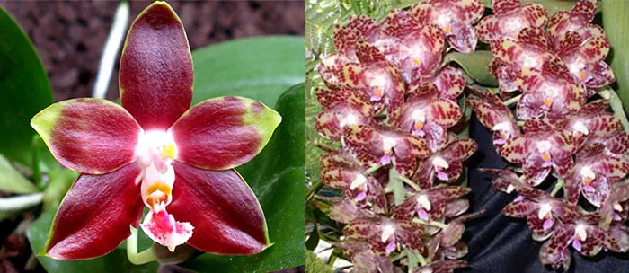 Phalaenopsis Yaphon Goodboy x gigantea