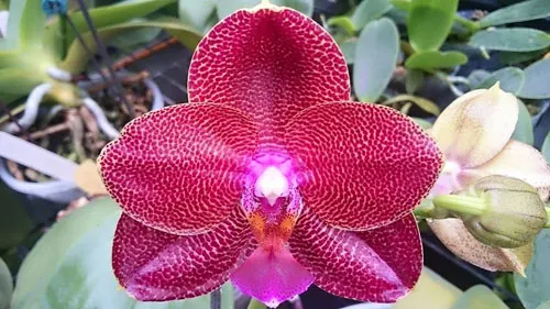 Phalaenopsis Mituo Sun King #1