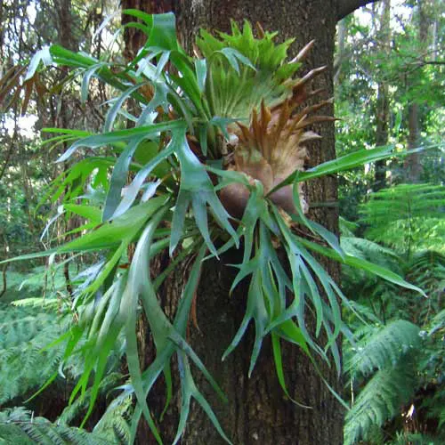 Platycerium bifurcatum