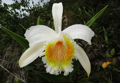 Sobralia liliastrum