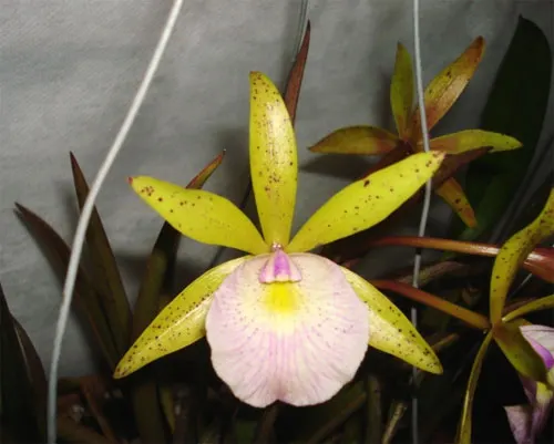 Cattleya forbesii x Brassavola tuberculata
