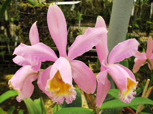 Cattleya x isabella (Cattleya forbesii x Cattleya intermedia)