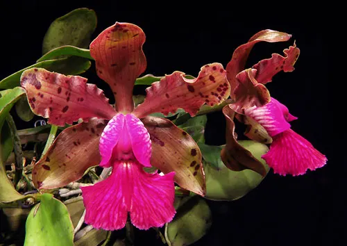 Cattleya (schilleriana tipo x aclandiae tipo)