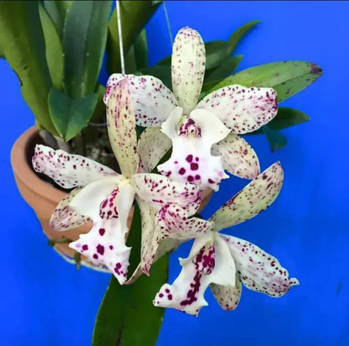 Cattleya Hawaiian Wedding Song 'Virgin' x aclandiae