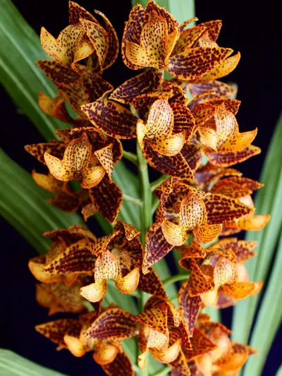 Mormodes sinuata orange