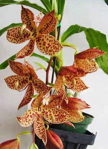 Cycnoches (herrenhusanum x cooperi) x pentadactylon