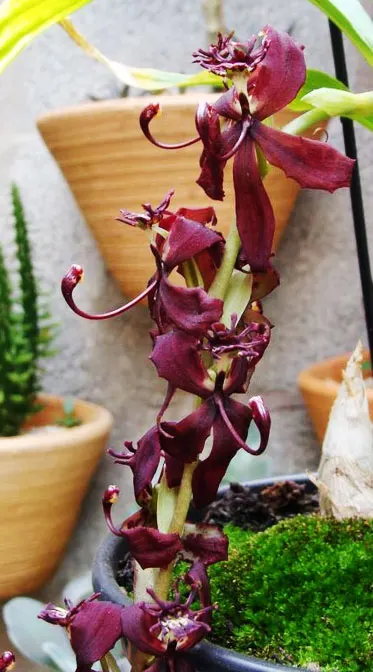 Cycnoches chlorochilon x egertonianum 'Red'