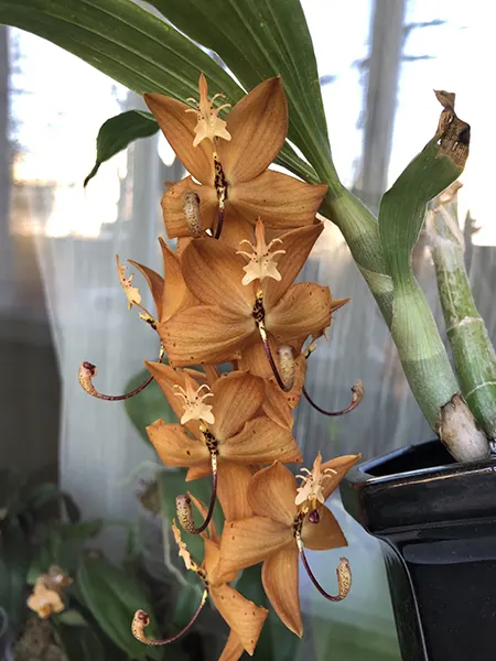 Cycnoches cooperi x herrenhusanum